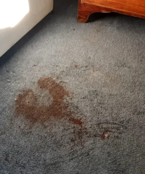 vomit on carpet before